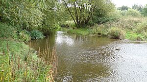 River Roding in Roding Valley Meadows 1