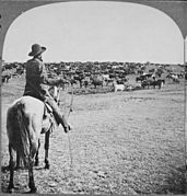 Roundup on the Sherman Ranch, Genesee, Kans. Cowboy with lasso readied looks beyond the herd on the open range to his fe - NARA - 533791