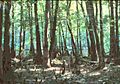 SC Congaree Swamp River