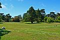 San Francisco Botanical Garden Great Lawn 1