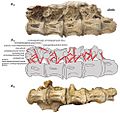 Sauropod vertebrae PIN 3837-P821