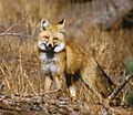 Sierra Nevada Red Fox, Lassen Volcanic National Park- Keith Slausen USFS 2002