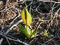 Skunk Cabbage sprouting in the Tsimpsean Peninsula