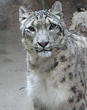 Snow Leopard 001