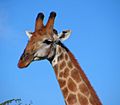 South African Giraffe, head