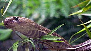Spectacled Cobra with hood lowered in a bamboo shrub