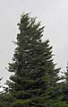 Spruce Knob-windswept spruce