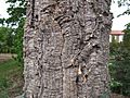 Stamm einer Korkeiche (Quercus suber)