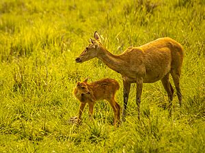 Swamp Deer Mother and Foal