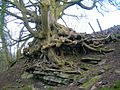 Sycamore roots at Auchenskeith quarry, near Kilwinning
