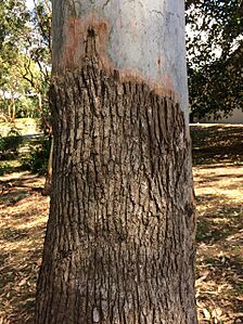 Sydney Blue Gum (E.saligna) - stocking bark