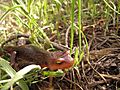 Taricha torosa sierrae