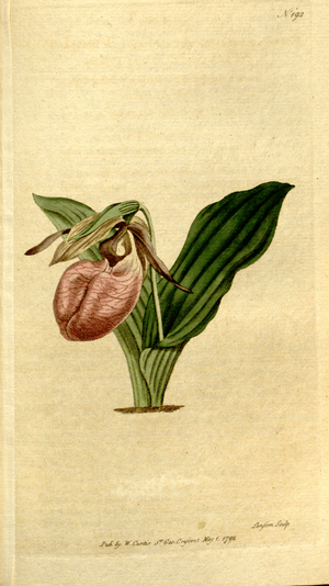 The Botanical Magazine, Plate 192 (Volume 6, 1793)