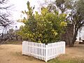 The Mother Orange Tree
