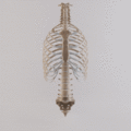 Thoracic Cage with Spine - Anatomy