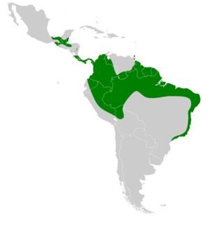 Thyroptera tricolor map.svg