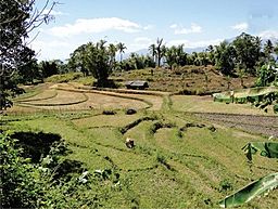 Rice fields in Baucau