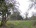 Titchmarsh Meadow 1