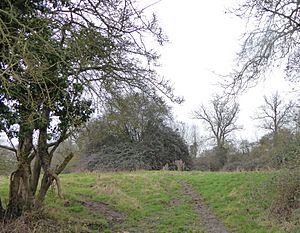 Titchmarsh Meadow 1.jpg