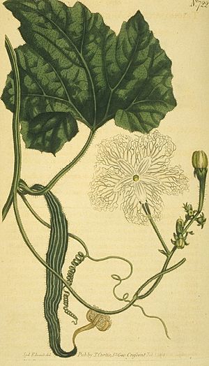 Trichosanthes anguina