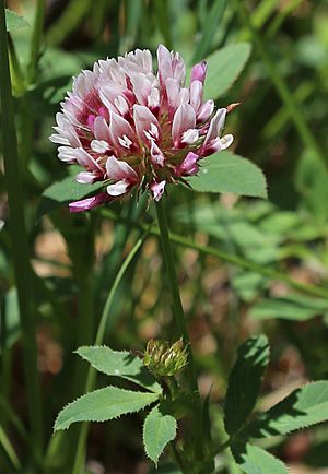 Trifolium longipes v nevadense close.jpg