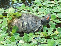 Turtles in Atocha garden (Madrid) 01.jpg