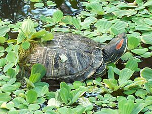 Turtles in Atocha garden (Madrid) 01