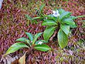 Viola stipularis-La Soufrière-Guadeloupe 1