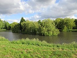 Weeping willow trees on islands in Highfields Lake (geograph 4502636).jpg