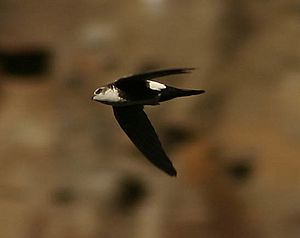 White-throated swift Facts for Kids
