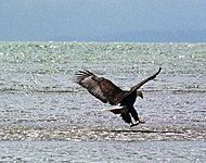 Wild Bald Eagle Ocean