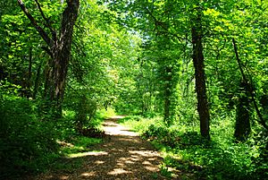 Wilsonville Memorial Park trail