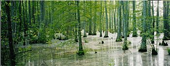 Wolf-River-swamp-North-Mississippi