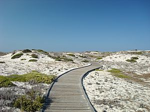 Wooden pathway at the Asilomar State Beach