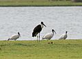 Woolly-necked Stork (Ciconia episcopus) with Black-headed Ibises & Painted Stork W2 IMG 9730
