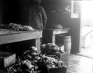 Worker preparing crabs for shipment or sale, Wrangell, Alaska, September 3, 1910 (COBB 272)