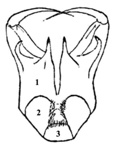 Zygoballus-sexpunctatus-mouthparts