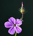 (MHNT) Geranium robertianum - blossom and bud