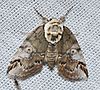 - 8970 – Baileya ophthalmica – Eyed Baileya Moth (17336240509).jpg