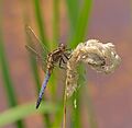 2014.07.18.-16-Schwarzbach Woellnau--Kleiner Blaupfeil-Maennchen