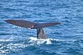 6(13) Sperm whale