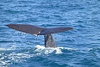 6(13) Sperm whale