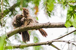 A Pair of Jungle Babblers