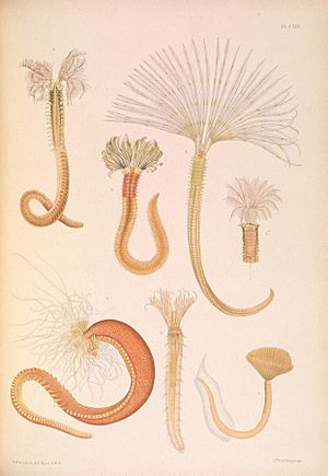 A monograph of the British marine annelids 1922 Plate CXIV