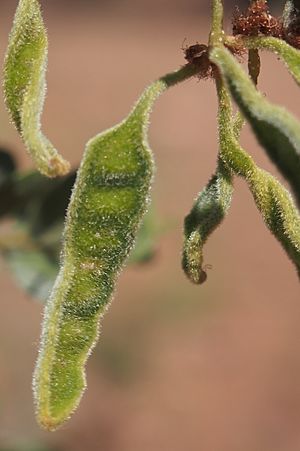 Acacia monticola legume