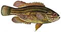 Acantharchus pomotis (white background)
