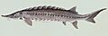 Acipenser oxyrhynchus