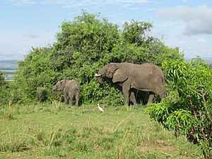 African Bush Elephants in Murchison Falls National Park