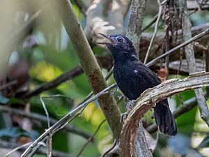 Akletos melanoceps - White-shouldered Antbird (male); River Moa, Mancio Lima, Acre, Brazil.jpg