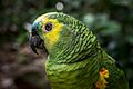 Amazona aestiva -Parque das Aves, Foz do Iguacu, Brazil -head-8a